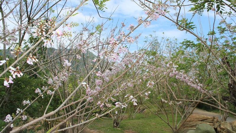 Khu Vườn Hoa Anh Đào Lãng Mạn
