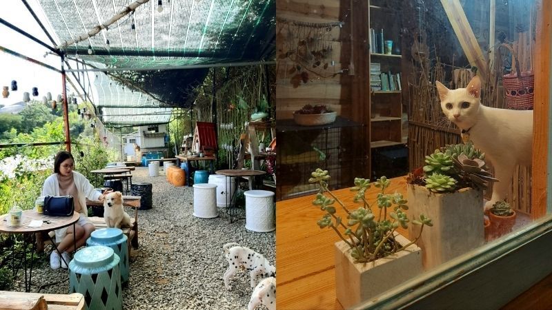 Quán Cafe Thú Cưng 