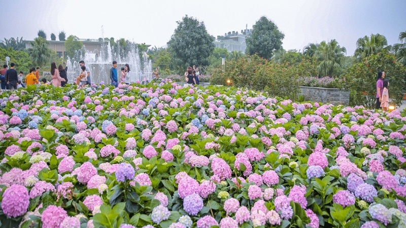 hoa cẩm tú cầu Đà Lạt