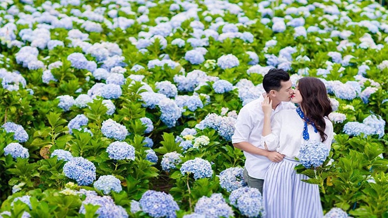 hoa cẩm tú cầu Đà Lạt