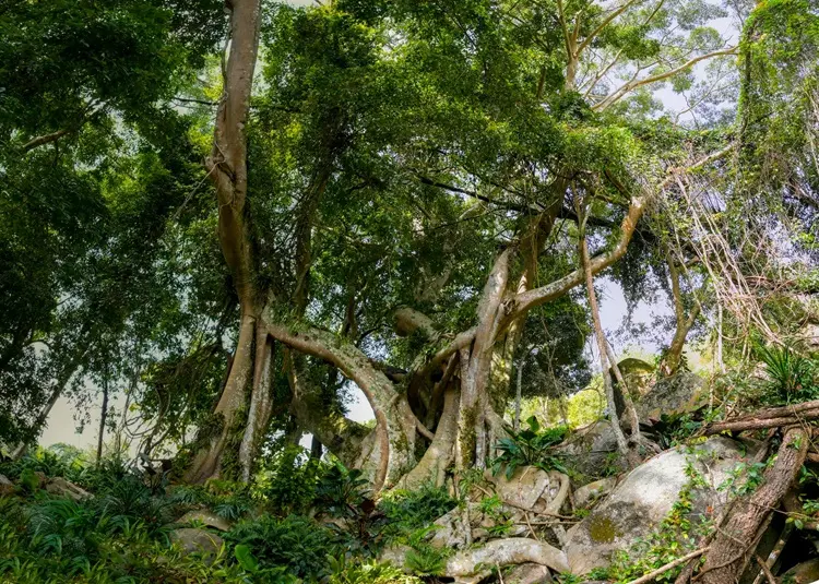 Gốc si cổ thụ ngàn năm tuổi 