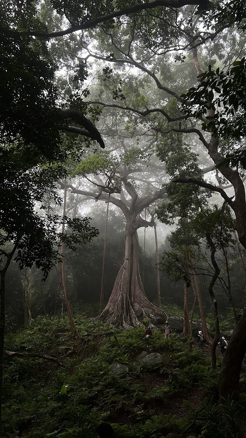 Cây Đa Ngàn Năm – Nhân Chứng Sống Của Rừng Già