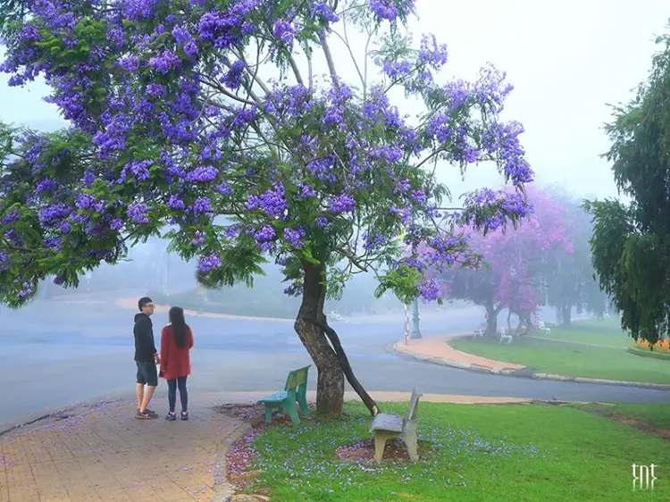 Cung đường Hai Bà Trưng - Con đường phượng tím tại Đà Lạt siêu lòng người