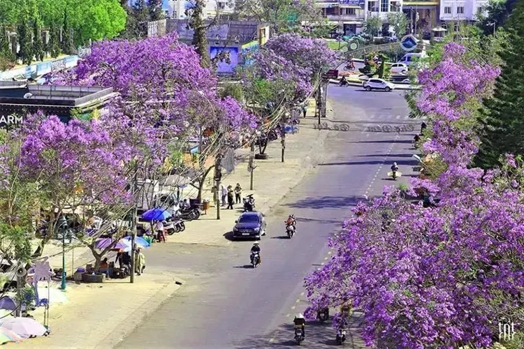 Hồ Xuân Hương - Con đường phượng tím tại Đà Lạt đẹp vi diệu