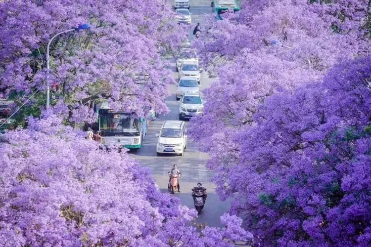 Nguyễn Thị Minh Khai - Con đường phượng tím tại Đà Lạt được săn lùng