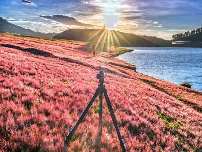 đồi cỏ hồng Đà Lạt