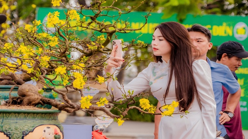 Hoàng mai Huế 