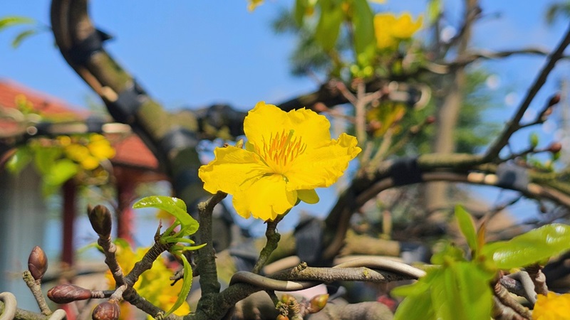 Hoàng mai Huế 