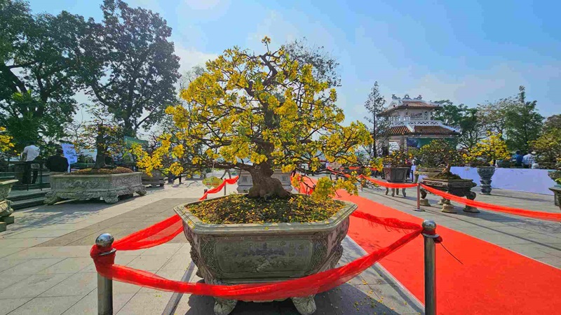 Hoàng mai Huế 