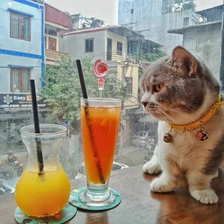 quán cafe mèo Đà Nẵng