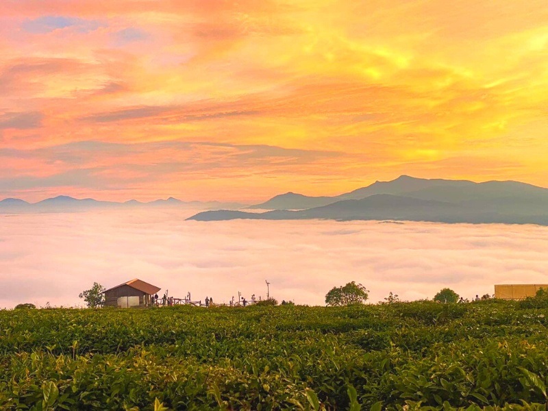 Đồi Chè Cầu Đất - Vị trí săn mây Đà Lạt bạn không nên bỏ lỡ