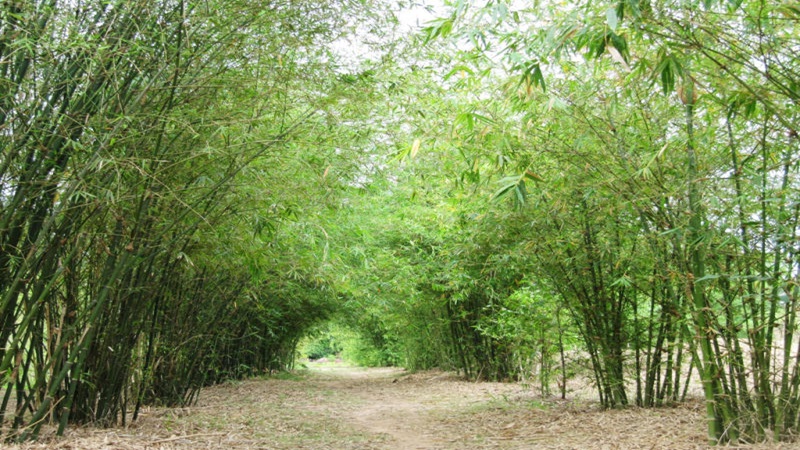 Sơn Trà Tịnh Viên - Đà Nẵng