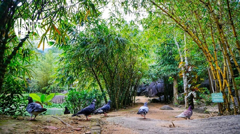 Sơn Trà Tịnh Viên – Ốc Đảo Thiền Định Giữa Rừng Xanh