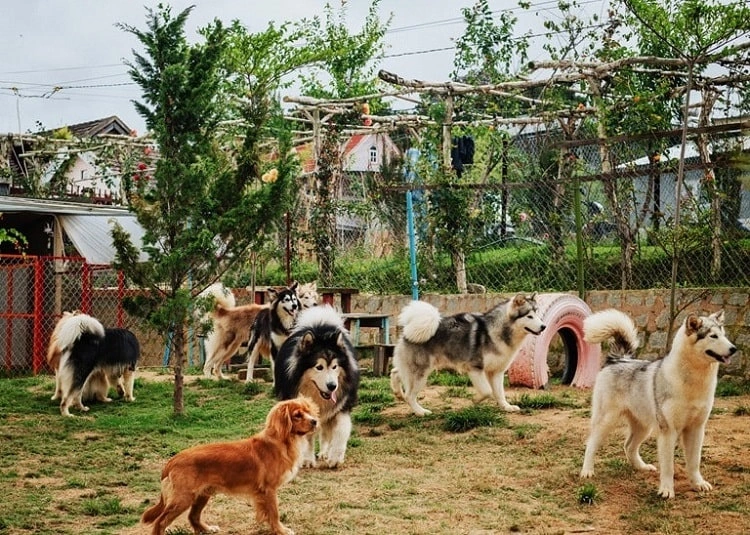 Trang trại cún Puppy Farm Đà Lạt