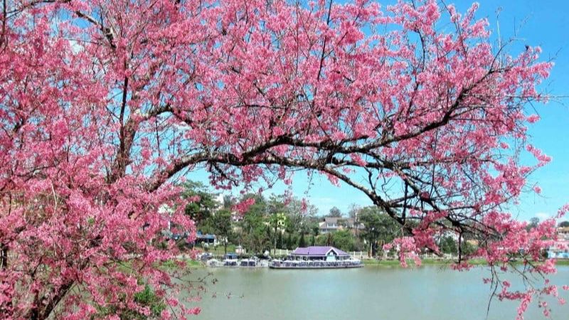 Trường Đại học Đà Lạt