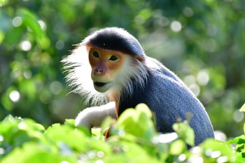 Voọc Chà Vá chân nâu