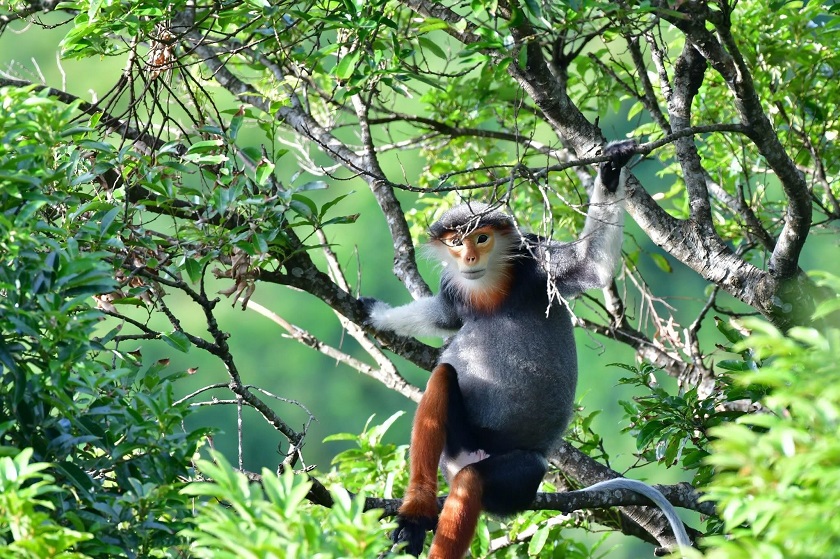 Voọc Chà Vá Chân Nâu 