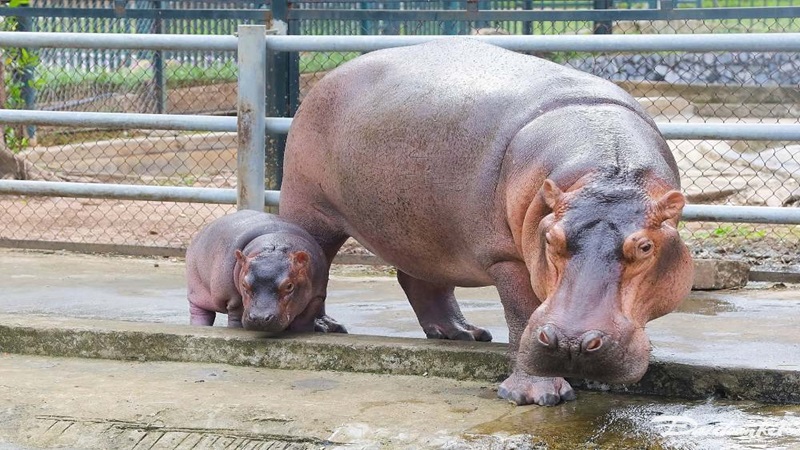 Vườn Bách Thú Hà Nội