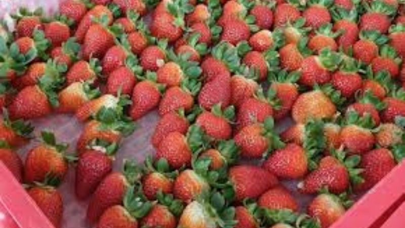 Vườn dâu Hoa Thắng Thịnh Đà Lạt