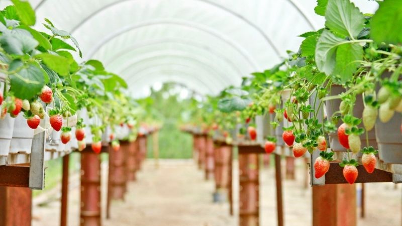 Vườn dâu Hoa Thắng Thịnh Đà Lạt