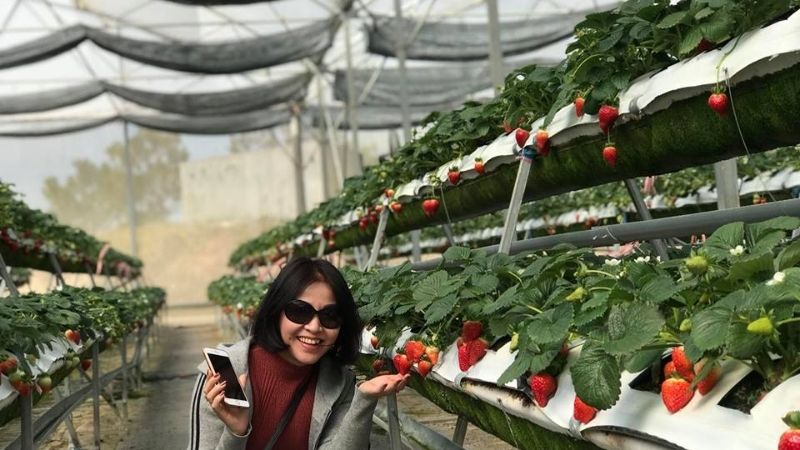 Vườn dâu Hoa Thắng Thịnh Đà Lạt