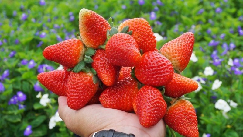 Vườn dâu Hoa Thắng Thịnh Đà Lạt