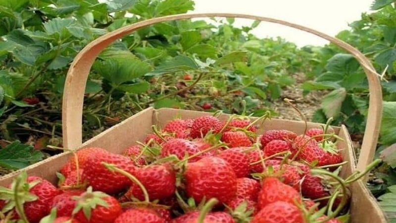 Vườn dâu Hoa Thắng Thịnh Đà Lạt