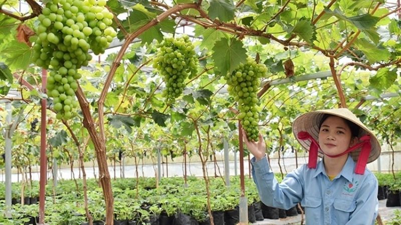 Vườn dâu Hoa Thắng Thịnh Đà Lạt