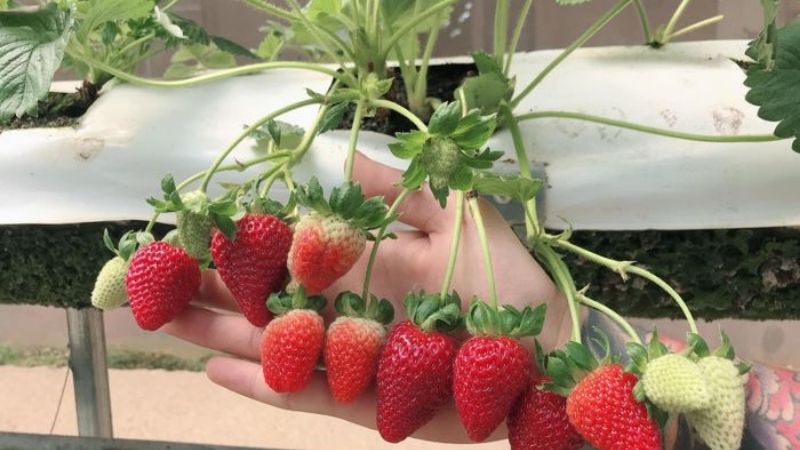 Vườn dâu Hoa Thắng Thịnh Đà Lạt