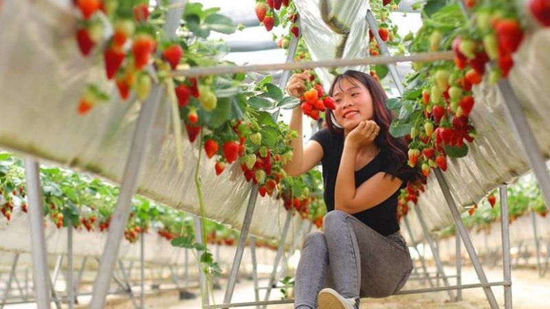 Vườn dâu Hoa Thắng Thịnh Đà Lạt
