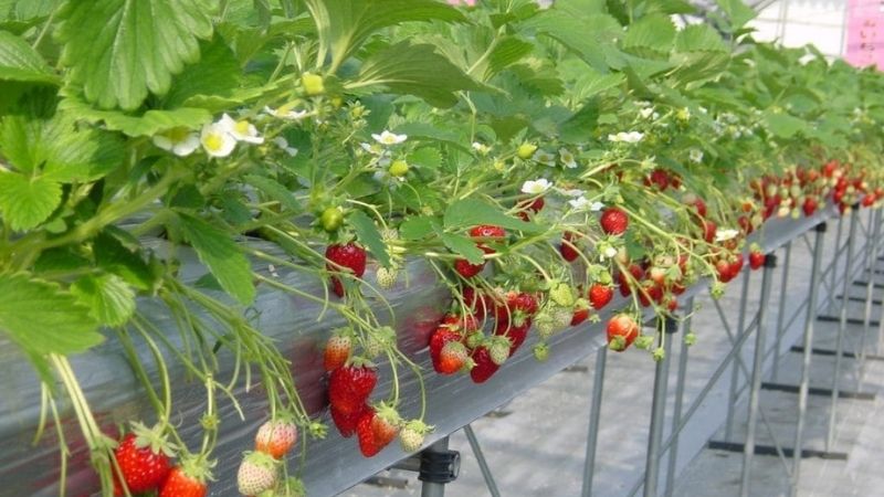 Vườn dâu Hoa Thắng Thịnh Đà Lạt