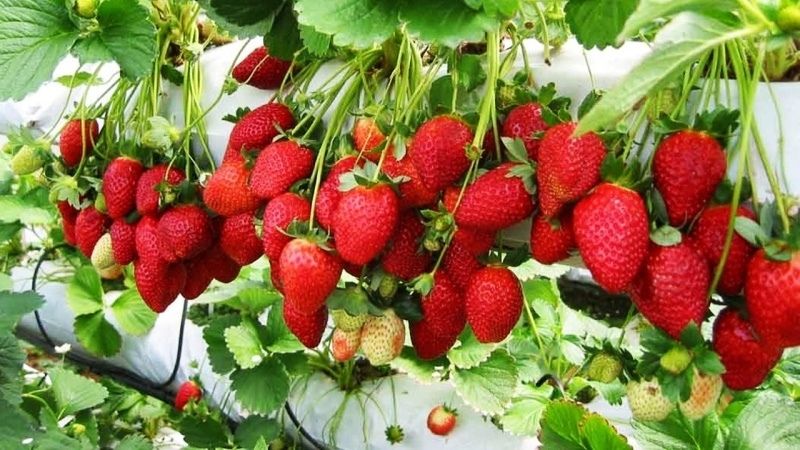 Vườn dâu Hoa Thắng Thịnh Đà Lạt