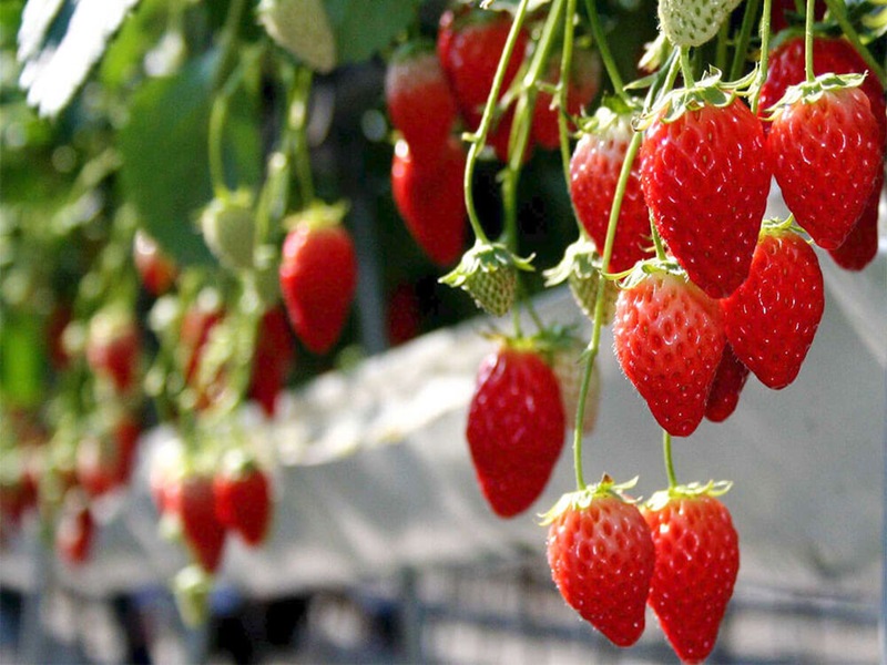 Giới thiệu về dâu tây Đà Lạt