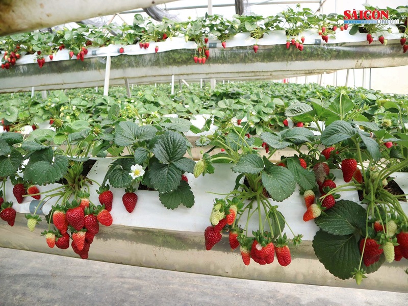 Vườn dâu Chú Hùng - dâu tây đỏ mọng nhất Đà Lạt