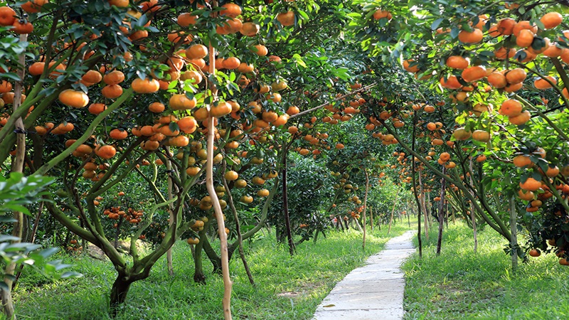 Vườn Miền Tây 