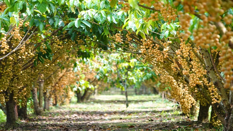 Vườn Miền Tây 