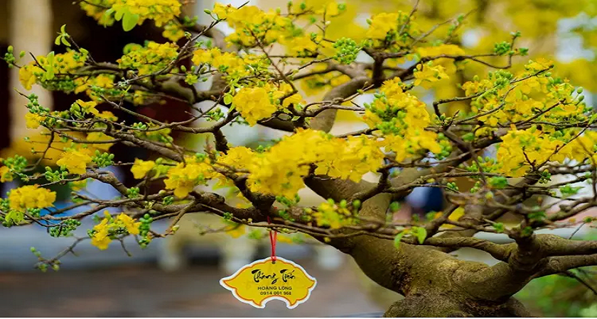 Hoạt Động Trải Nghiệm Tại Hoàng Mai