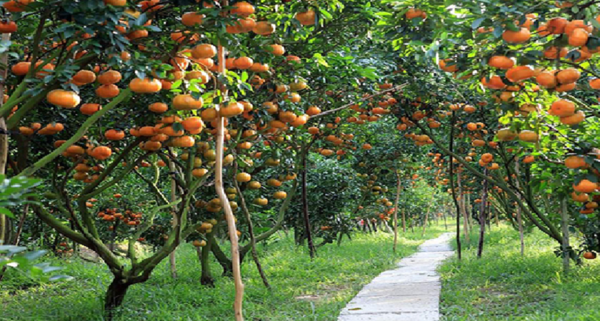Địa chỉ vườn trái cây ở Cái Bè Tiền Giang thu hút nhất 