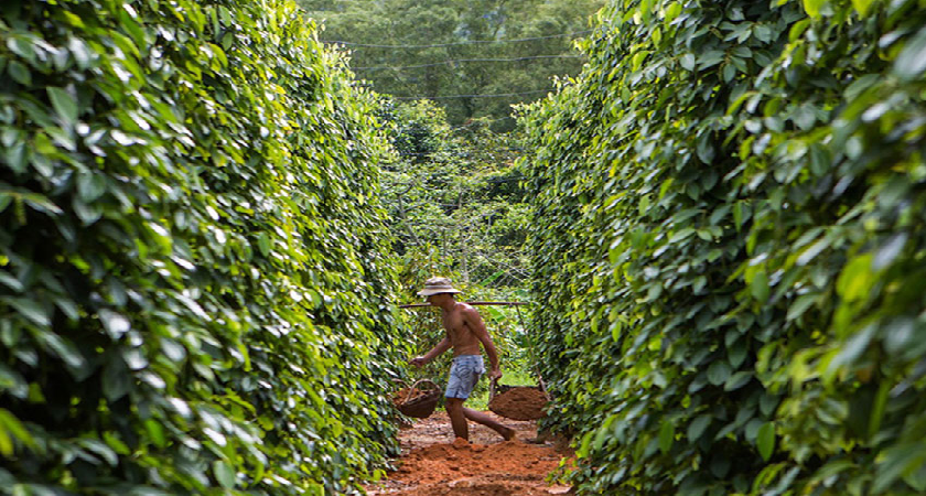 Vườn tiêu Phú Quốc: tham quan gì, mua gì, kinh nghiệm đi 2026