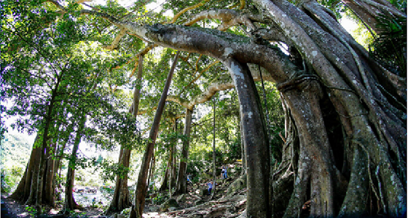 Du lịch sinh thái Sơn Trà 2026: voọc chà vá, cây đa, rừng nguyên sinh