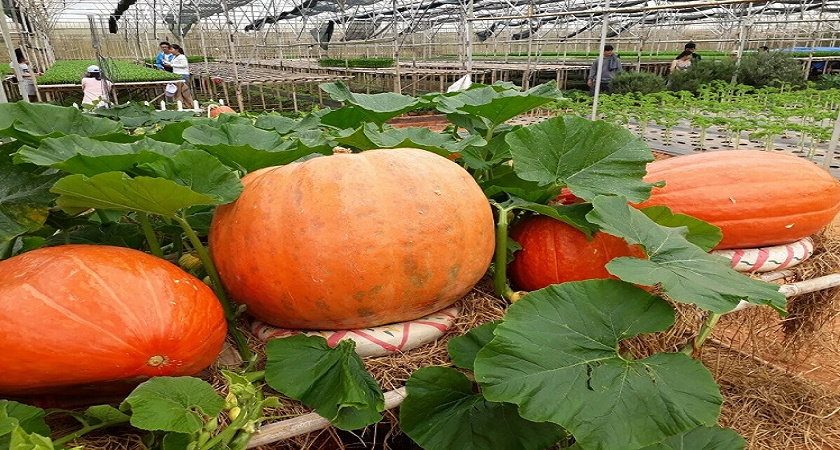 Sống ảo quên lối về tại vườn bí ngô khổng lồ Đà Lạt