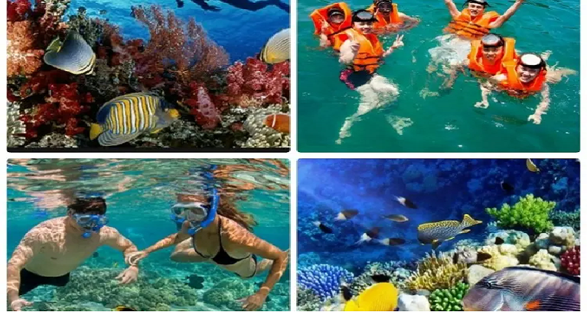 Lặn ngắm san hô Đà Nẵng - Hòa mình vào thế giới dưới đại dương