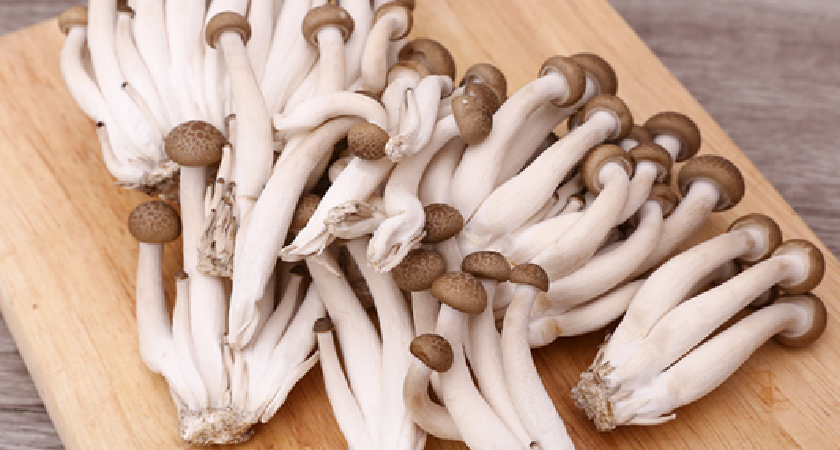 Các loại nấm linh chi nâu khác nhau