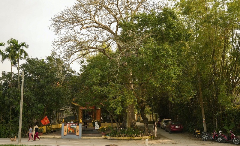 Làng Cổ Phong Nam - Nét Xưa Giữa Lòng Đà Nẵng Hiện Đại