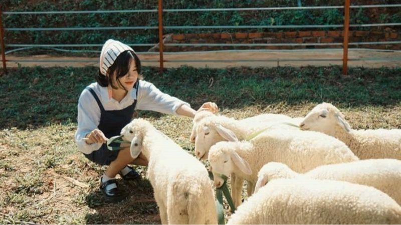 Tìm Hiểu Quán Cafe Thú Cưng Đặc Sắc Khiến Khách Yêu Thích Tại Đà Lạt