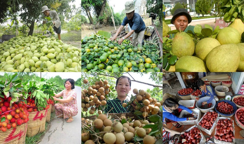 Vườn Miền Tây - Khám Phá Miệt Vườn Sông Nước Hương Vị Quê