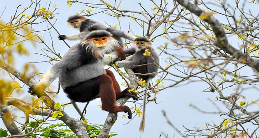 Voọc chà vá chân nâu Sơn Trà - Trải nghiệm du lịch sinh thái thú vị