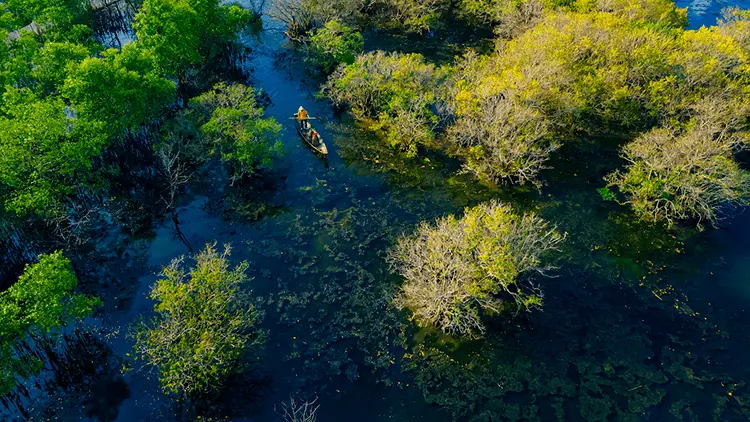 Rừng ngập mặn Rú Chá - Bức tranh phong cảnh tuyệt đẹp