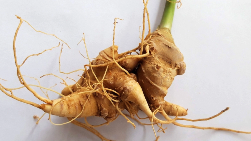 Sâm Ngọc Linh có mấy loại ?