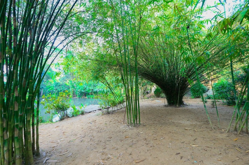 Sơn Trà Tịnh Viên Đà Nẵng: Oasis Xanh Giữa Bán Đảo Son Trà